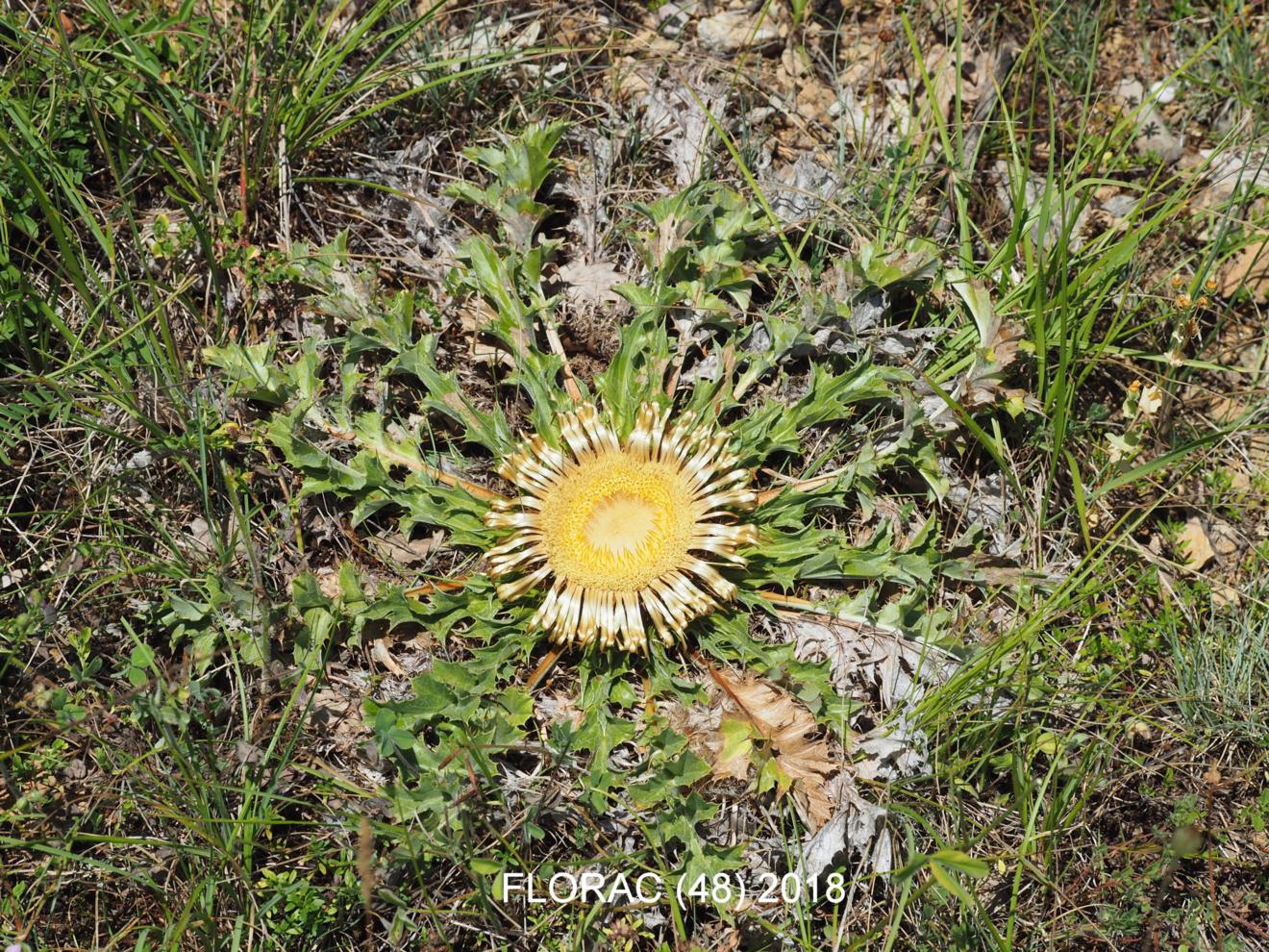 Acanthus thistle